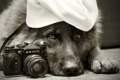 Zenit Dog German Shepherd Wallpapers