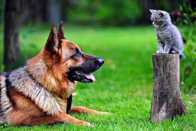 German Shepherd   My Doggy Rocks