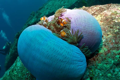 Fish: Hidding Place Fish Reef Underwater Clown Wallpapers For ...