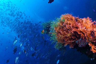 Fish: Sea Life Fish Reef Ocean Coral Free Desktop Wallpapers For HD ...