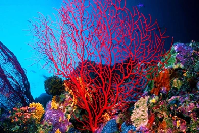 Coral Reefs Wallpapers: Clownfish Beautiful Corals Nature Fish ...
