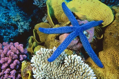 Desktop Wallpapers · Gallery · Animals · Blue Starfish   Coral Reef ...