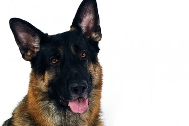 German_shepherd_wallpaper_white 800x600.jpg