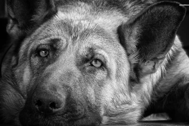 German Shepherd Wallpapers   Wallpapers Cave