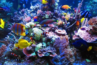 16/07/2015   4000x3000px Reef Desktop Wallpapers   Nature Wallpapers