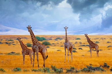 1920x1080 Giraffes In Savannah Wallpapers