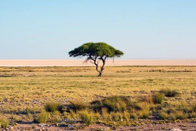 Lonely Tree Landscape Nature Savannah Wallpapers