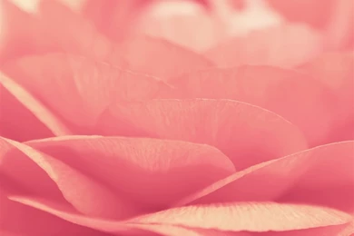 Pink Flower Closeup iPad Air Wallpapers Download