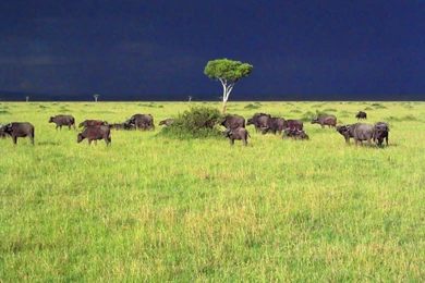 1152x864 Savannah Storm Desktop PC And Mac Wallpapers