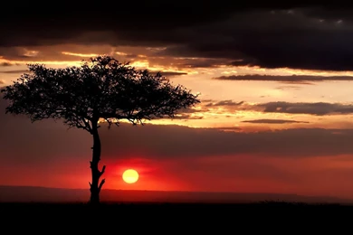 Justpict.com Savannah Name Wallpapers