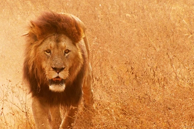 Lion In The Savannah Wallpapers For Nokia X2