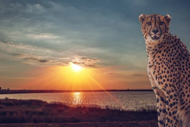 Cheetah Wild Cat Savannah Lake Sunset Wallpapers