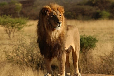 Download Lion Standing In The Savannah Wallpapers For Samsung ...