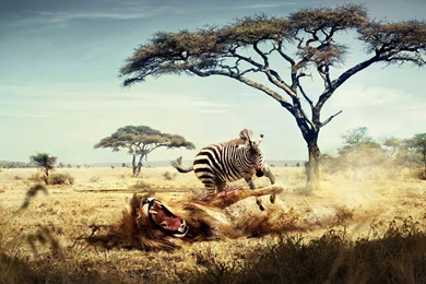 Savannah Zebra Revenge Uhd Wallpapers   Ultra High Definition ...