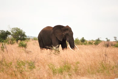 Elephants Elephant Grass Tree Savannah Wallpapers Gallery ...