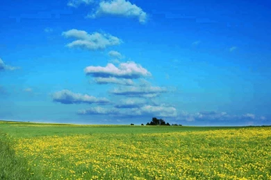 Garden Savannah Nature Wallpapers Free Flowers