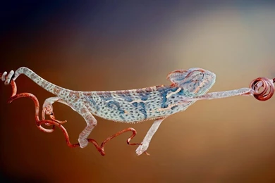 New Funny Wallpapers ~ Cinelegend