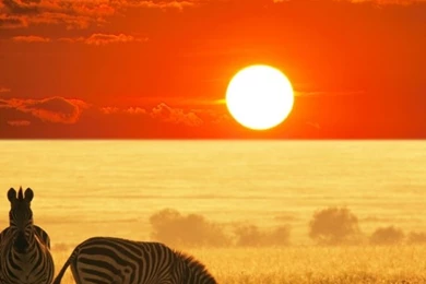 640x960 Savannah Africa Zebras Sunset Iphone 4 Wallpapers