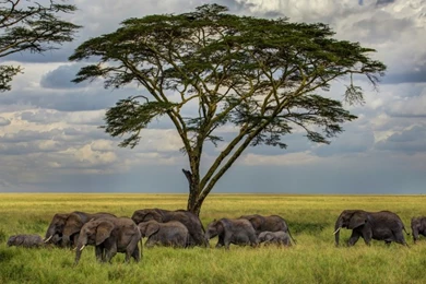 Elephants, Savannah   Wallpapers   HD Wallpapers