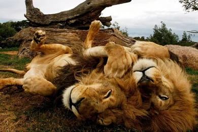 Lions Lying On The African Savannah Wallpapers