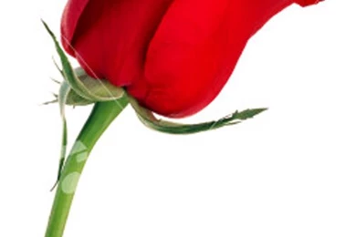 Single Rose Wallpapers