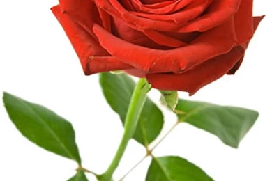 Single Rose Wallpapers