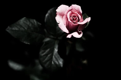 Single Pink Rose HD Desktop Wallpapers : High Definition ...