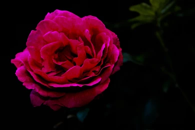 Rose Flower Wallpapers