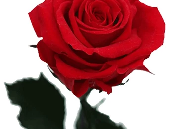 Single Rose Wallpapers