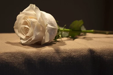 Jestingstock.com Single White Rose Wallpapers