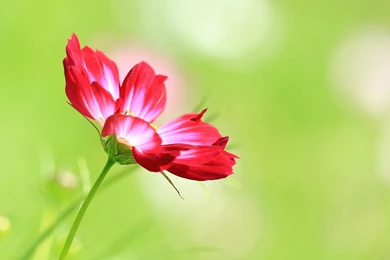 Red Rose Flower In Book 4K Wallpapers Download For Desktop