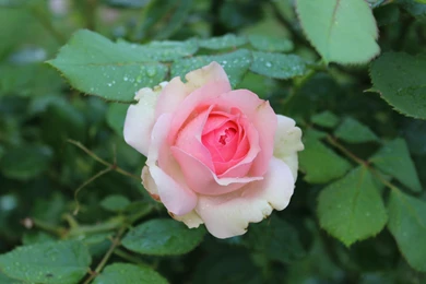 Single RoseSamsung Wallpapers Download