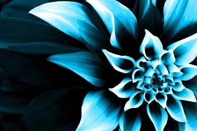 Flower Wallpapers COLOR CHANGE