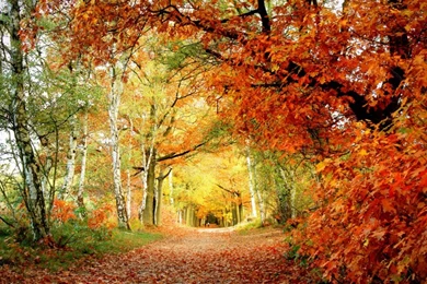 Nature Backgrounds, Wallpapers Of Nature, Windows Wallpaper, Free ...