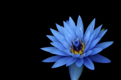 Sony Xperia Z3 And Z5 Wallpapers Now Available