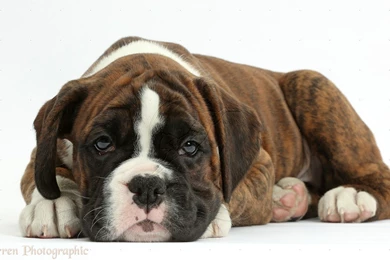 Boxer Puppy Wallpapers