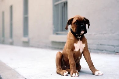 Boxer Puppy Wallpapers   My Doggy Rocks