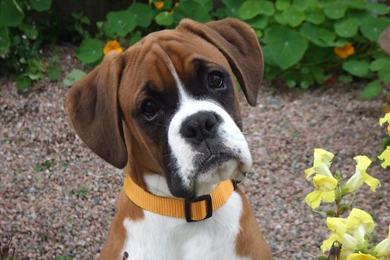 Jestingstock.com Cute Boxer Puppies Wallpapers