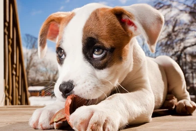 Desktop Boxer Puppies Pics Photos Wallpapers