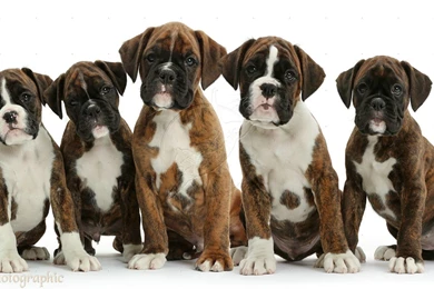 Boxer puppies photos.jpg