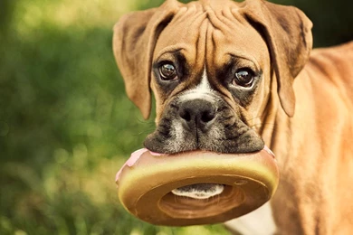 Boxer Puppy 1024x736px