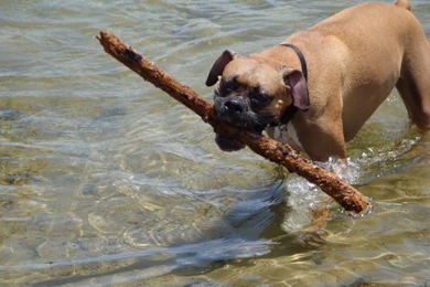 Coby's Blog: Boxer Puppies Wallpapers