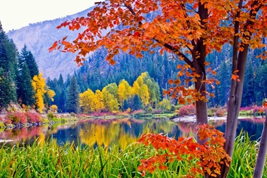 Free Fall Foliage Wallpapers   Wallpapers Cave