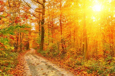 Path Fall Autumn Foliage Sunlight Rustic Wallpapers
