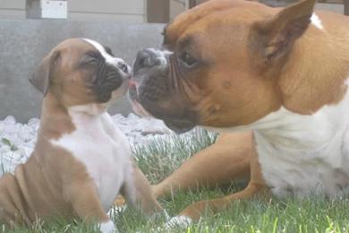 Boxer Wallpapers In Hd Cute Boxer Pictures   Resimkoy