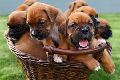 Boxer Puppies 1453x902px