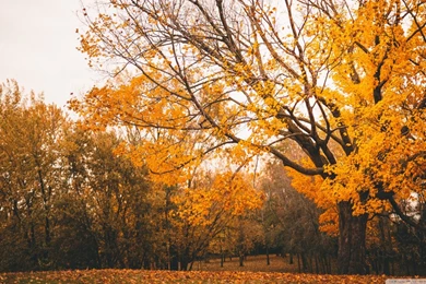 Autumn Scenery HD Desktop Wallpapers : Widescreen : High Definition ...
