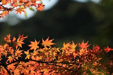 Travel Japan   Beautiful Fall Scenery In Rokkosan 1280x800 NO.34 ...