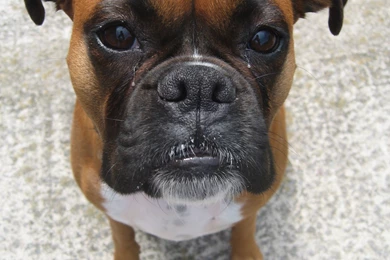 Boxer Dogs Picture On Animal Picture Society