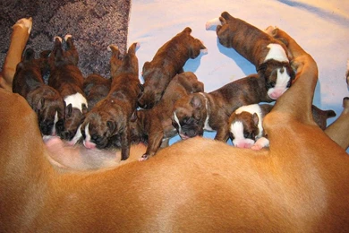 Free Wallpapers Boxer Puppies Eating